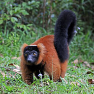 Red-ruffed lemur (Varecia rubra)