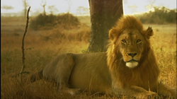 List of Species in Animal Planet Shows | The Parody Wiki | Fandom List of Species in Animal Planet Shows | The Parody Wiki | Fandom