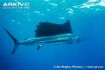 Indo-Pacific Sailfish