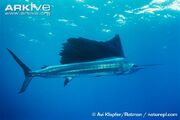 Sailfish, Indo-Pacific