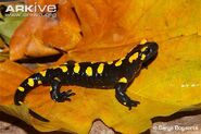 Fire Salamander as Beppe