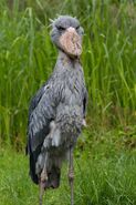 Shoebill-facts-wow