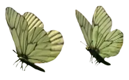 Butterflies,