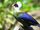 White-Crested Turaco