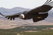 Andean Condor as HIM