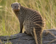 Banded Mongoose as Malagasy Giant Rat