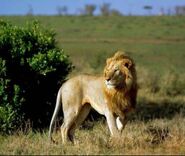 Congo Lion in Kenya