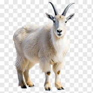 Dinosaur Train Mountain Goats.png (91 KB) Mountain Goat