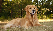 Golden-retriever-ap-0johoo-645.jpg
