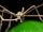 Ogre-Faced Stick Spider