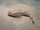 Pacific Staghorn Sculpin