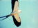 Water Birds Kite