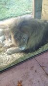 Akron Zoo Lion