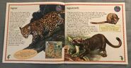 Animals of South America (2)