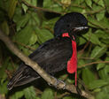 Umbrellabird - Pictures of an Exhibition, Dance of the Chickens, Mussorgsky