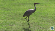 Baton Rouge Zoo Crane