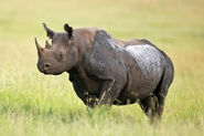 Black-rhino-768x512
