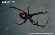 Black Widow Spider as King Baboon Spider