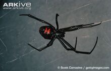 Black-widow-female-showing-distinctive-red-egg-timer-shaped-markings-on-abdomen.jpg