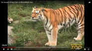Brookfield Zoo Tiger.png (1.17 MB)