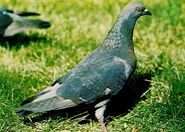 Domestic pigeon (Columba livia domestica)