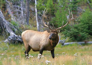 Elk Bull