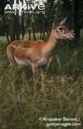 Female-blackbuck