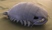 Giant Isopod