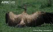 Immature-white-backed-vulture-with-wings-spread