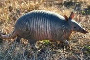 Nine-banded-armadillo-images.jpg (28 KB) Nine-Banded Armadillo
