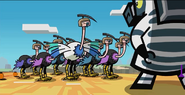 Ostrich army