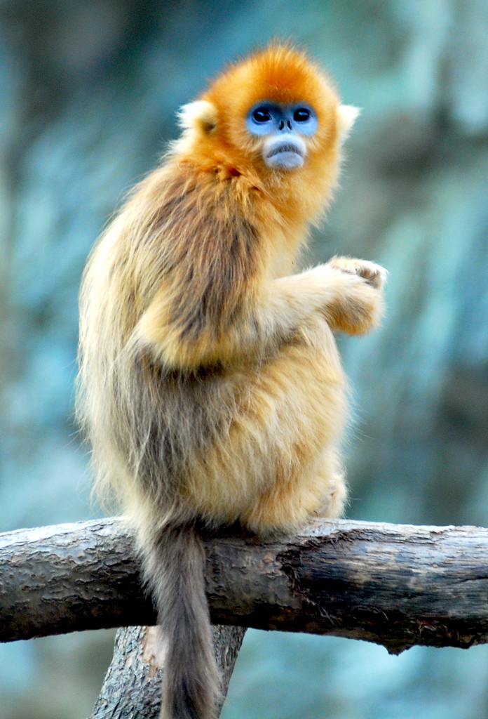 Golden snub-nosed monkey