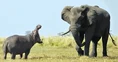 The Hippo Vs The Elephant.jpg (7 KB)