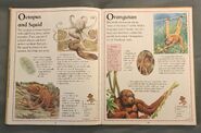 The Kingfisher First Animal Encyclopedia (47)