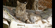 Bobcat (Lynx Rufus) as Sven