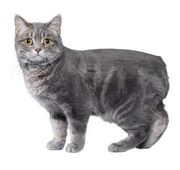 Cat manx.jpg