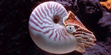 Chambered nautilus1.jpg