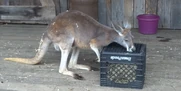 Red kangaroo as baloo (La)