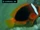 Tomato Clownfish