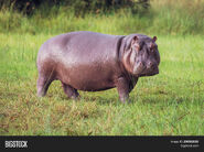 Common Hippo