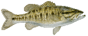 Guadalupebass.gif
