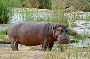 Hippo (Hippopotamus amphibius) (16485955207)