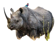 Black Rhinoceros