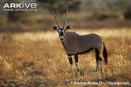 Gemsbok as Brent McHale