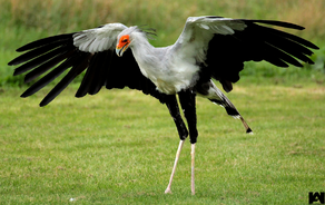 Judy the Secretary Bird