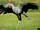 Judy the Secretary Bird