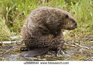 An-adult-beaver-castor-canadensis-picture u26889544