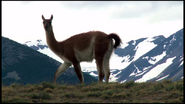 Animal Atlas Guanaco