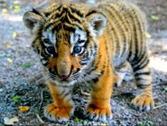 Bengal tiger cub