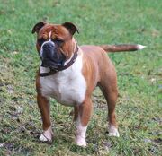 Bulldog, Old English.jpg